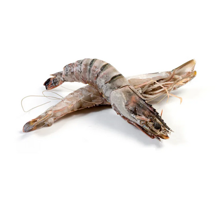Vuur & Rook Doos Wilde Reuze Gamba's/Sea Tigers 0.8/1kg 21-30 Stuks