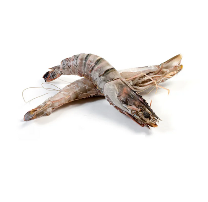 Vuur & Rook Doos Wilde Reuze Gamba's/Sea Tigers 0.8/1kg 21-30 Stuks