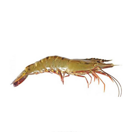 Vuur & Rook Wilde Reuze Gamba's/Sea Tigers 0.8/1kg 8-12Stuks