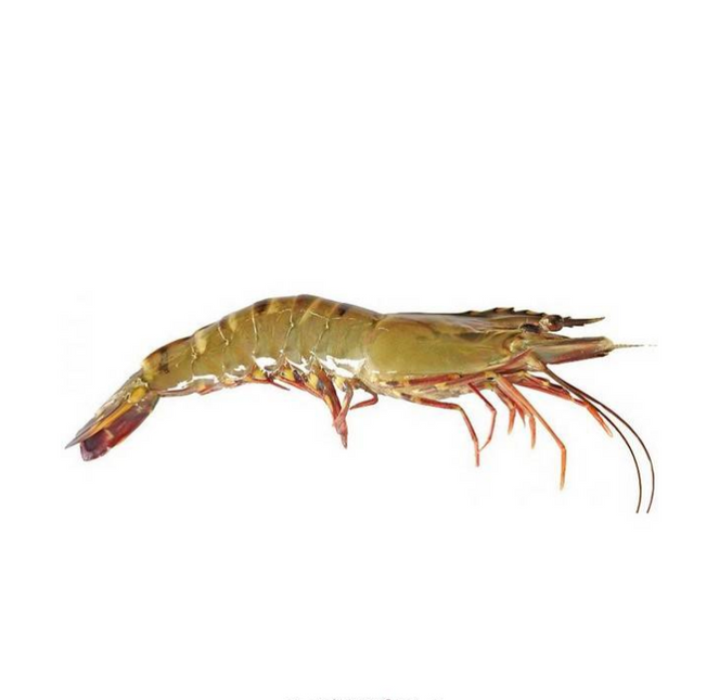 Vuur & Rook Wilde Reuze Gamba's/Sea Tigers 0.8/1kg 8-12Stuks